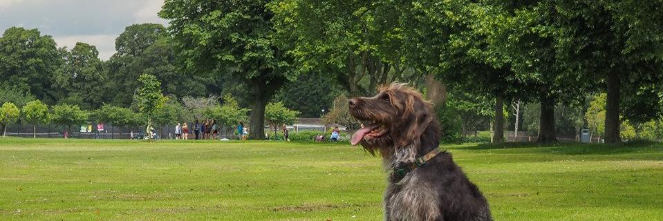 PontcannaDog's profile banner image
