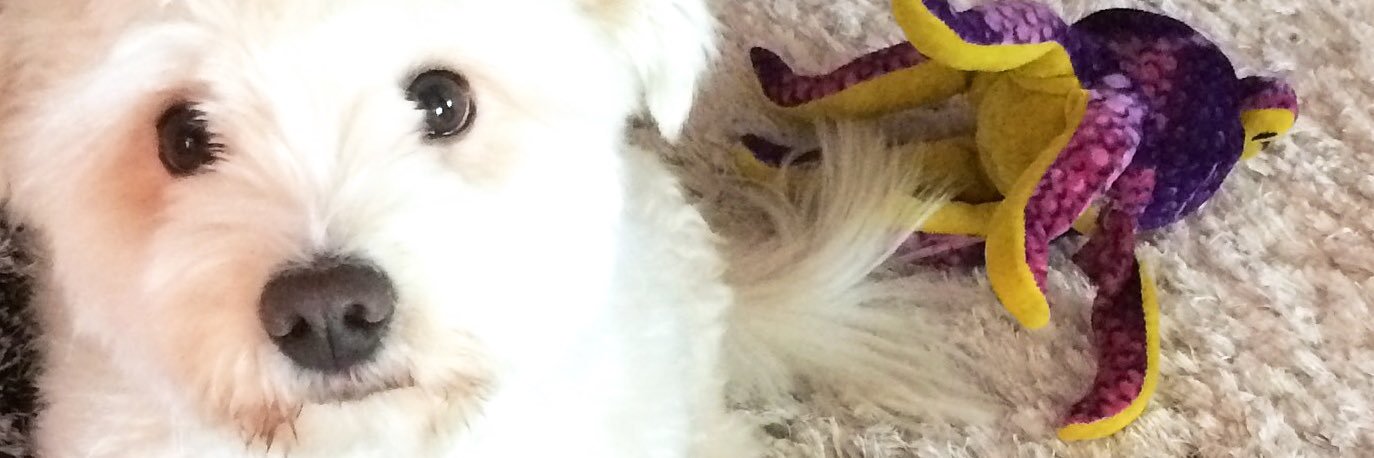 iptirik's profile banner image