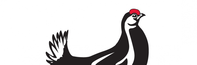 Pedram Effati banner