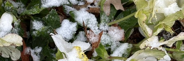 TheChartress Profile Banner