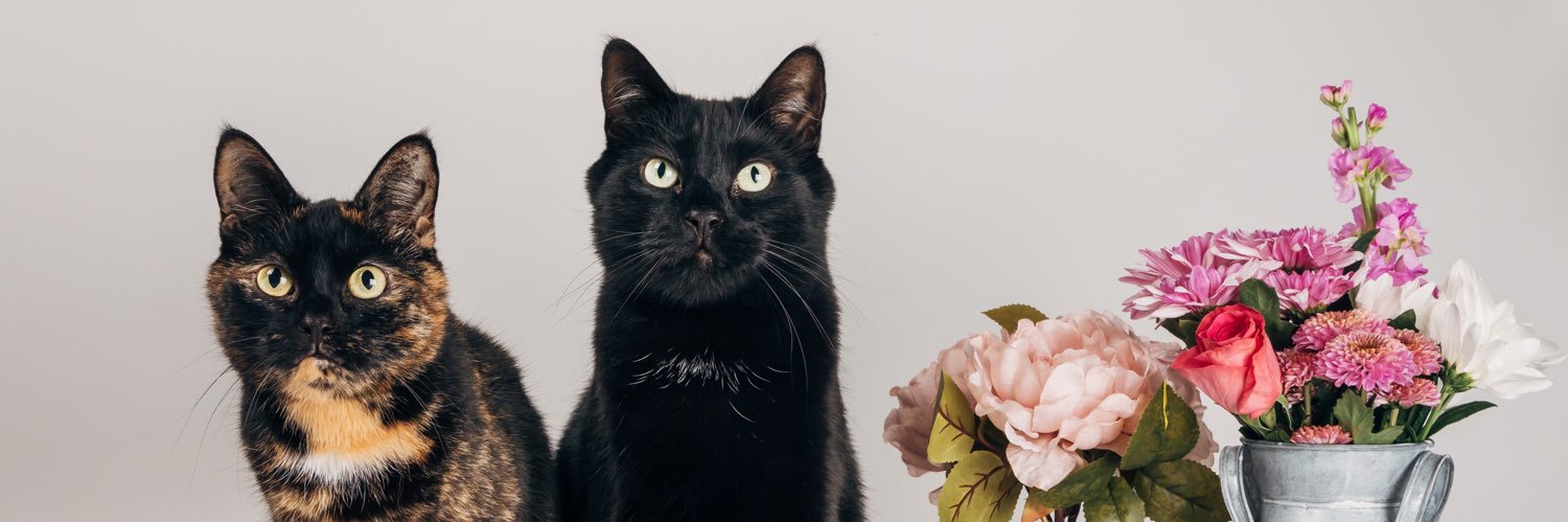 xXEllieWilsonXx's profile banner image