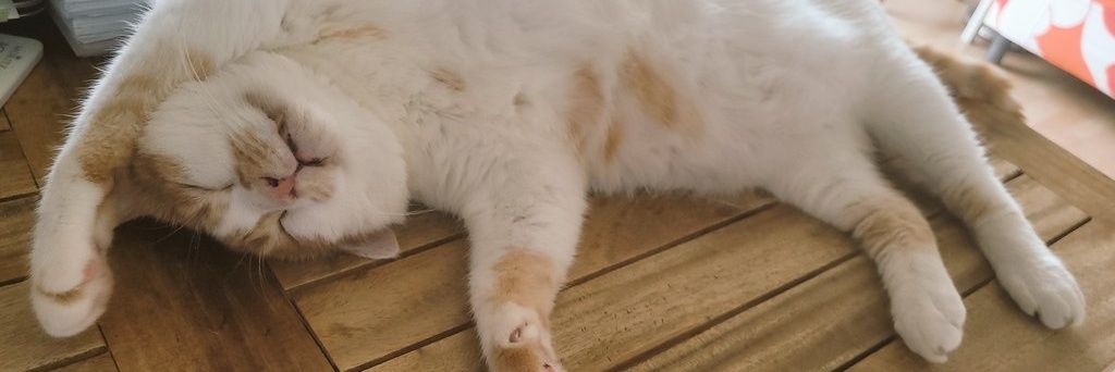 sunhee0910's profile banner image