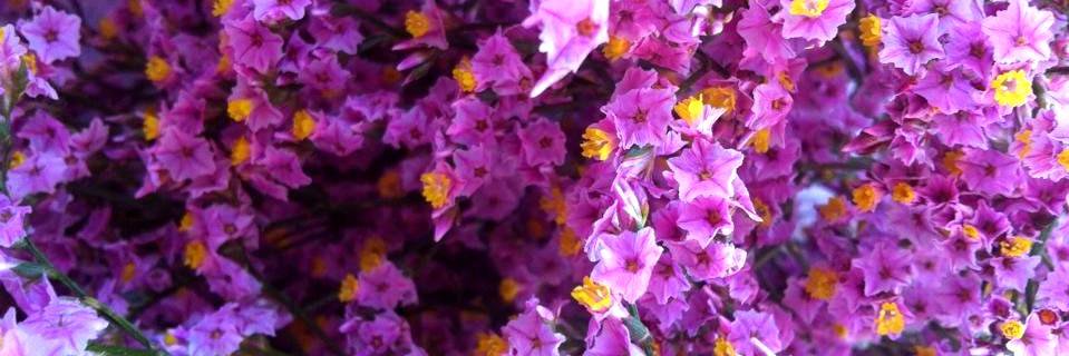 Francesca__88's profile banner image