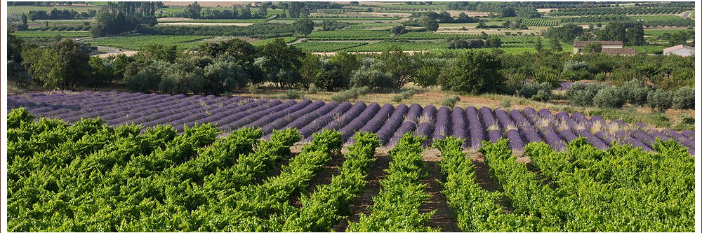 Marjorie Preux banner