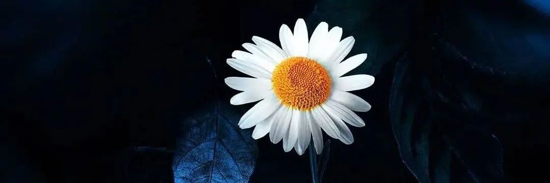 Shada_DJb's profile banner image