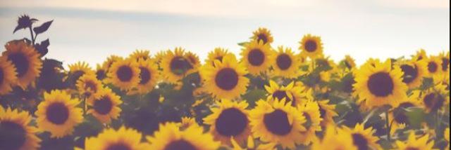 NatalieStimson's profile banner image