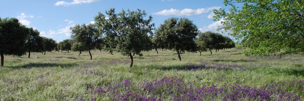 luispa_87's profile banner image