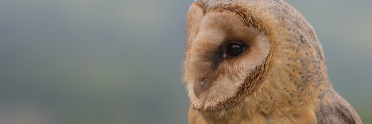 Neovo903's profile banner image