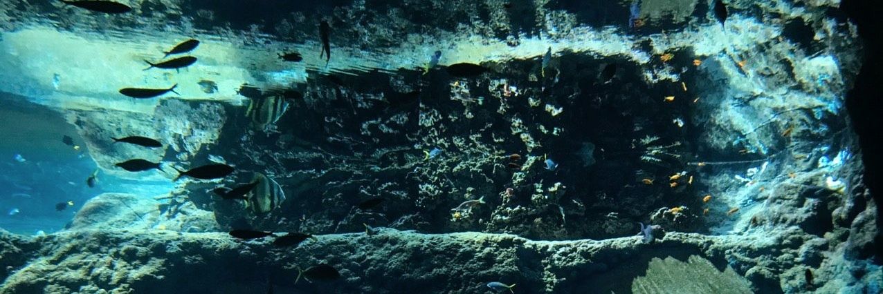 Sara de la Fuente banner