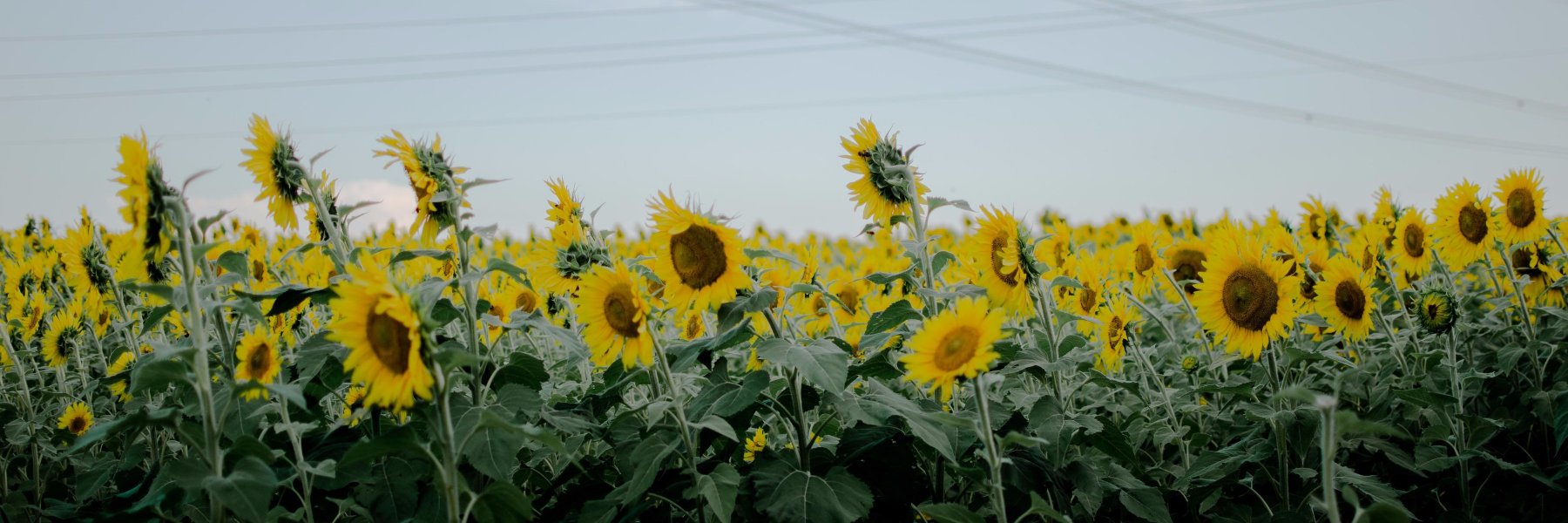 TheBlockVintage's profile banner image