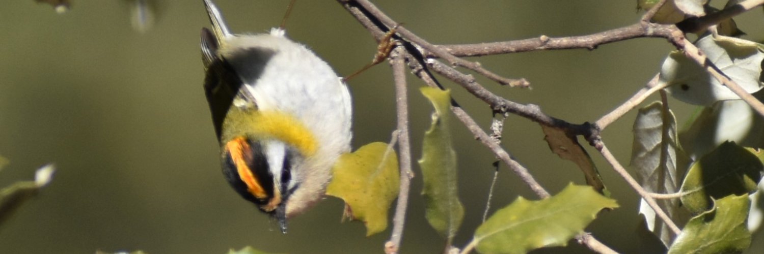 Begonya Torres banner