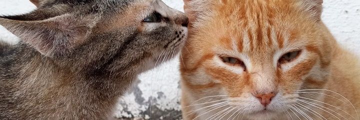 lauurusiaa's profile banner image