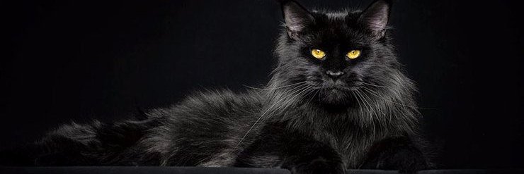 johnbataille's profile banner image