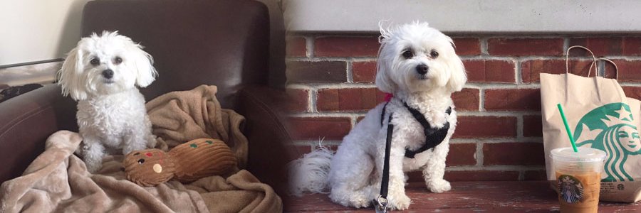 Marisa Sanfilippo banner