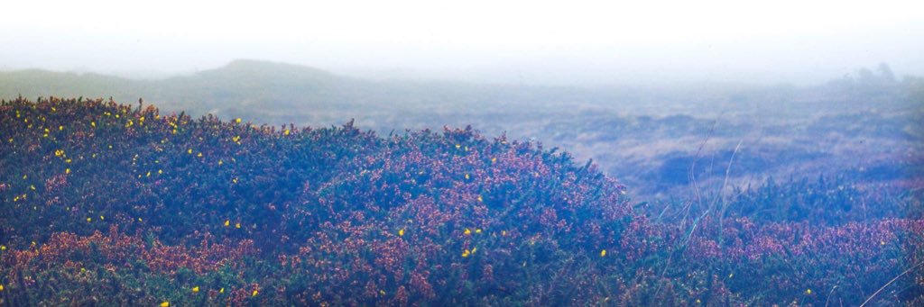 calio_band's profile banner image