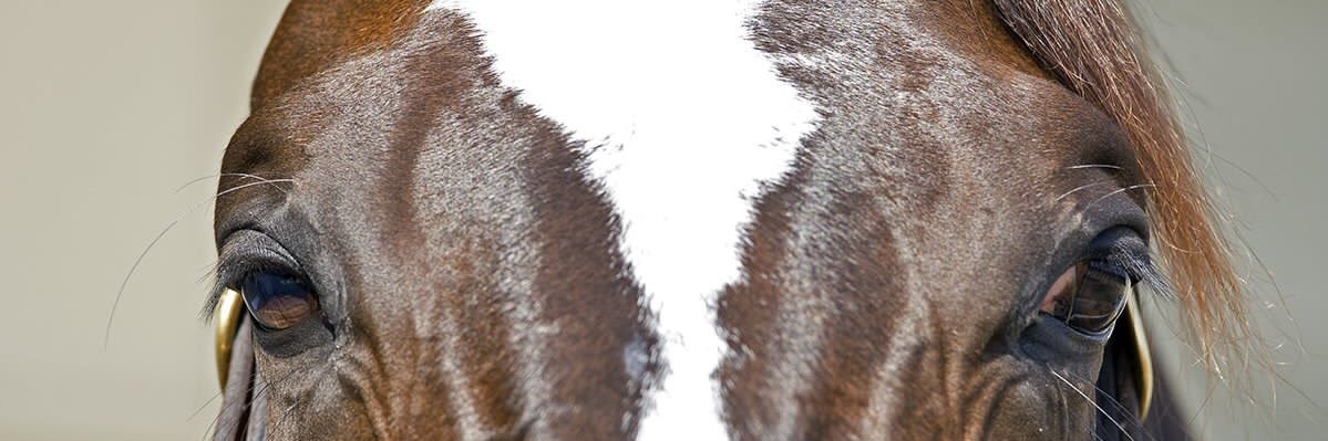 Dario Piccinini banner