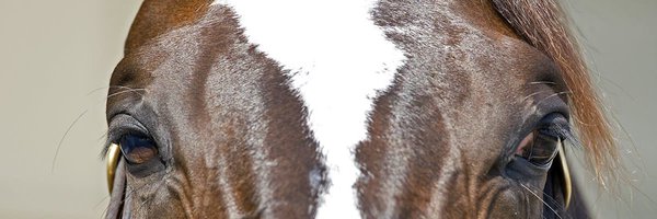 dariopiccinini Profile Banner