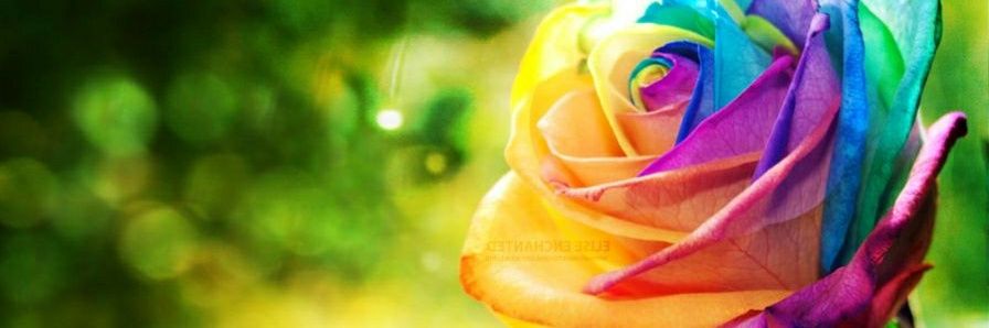 meimi003's profile banner image
