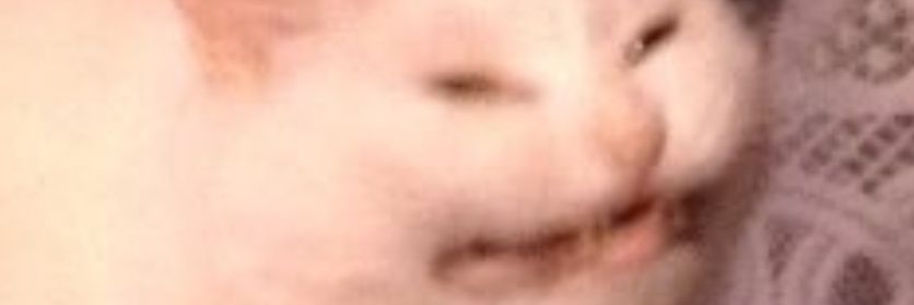 PRMRkelli's profile banner image