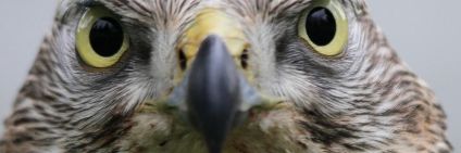 FosterFalconry's profile banner image