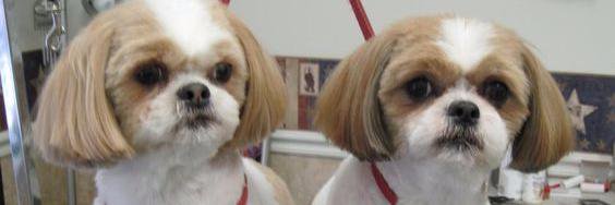 FunnY2peT's profile banner image