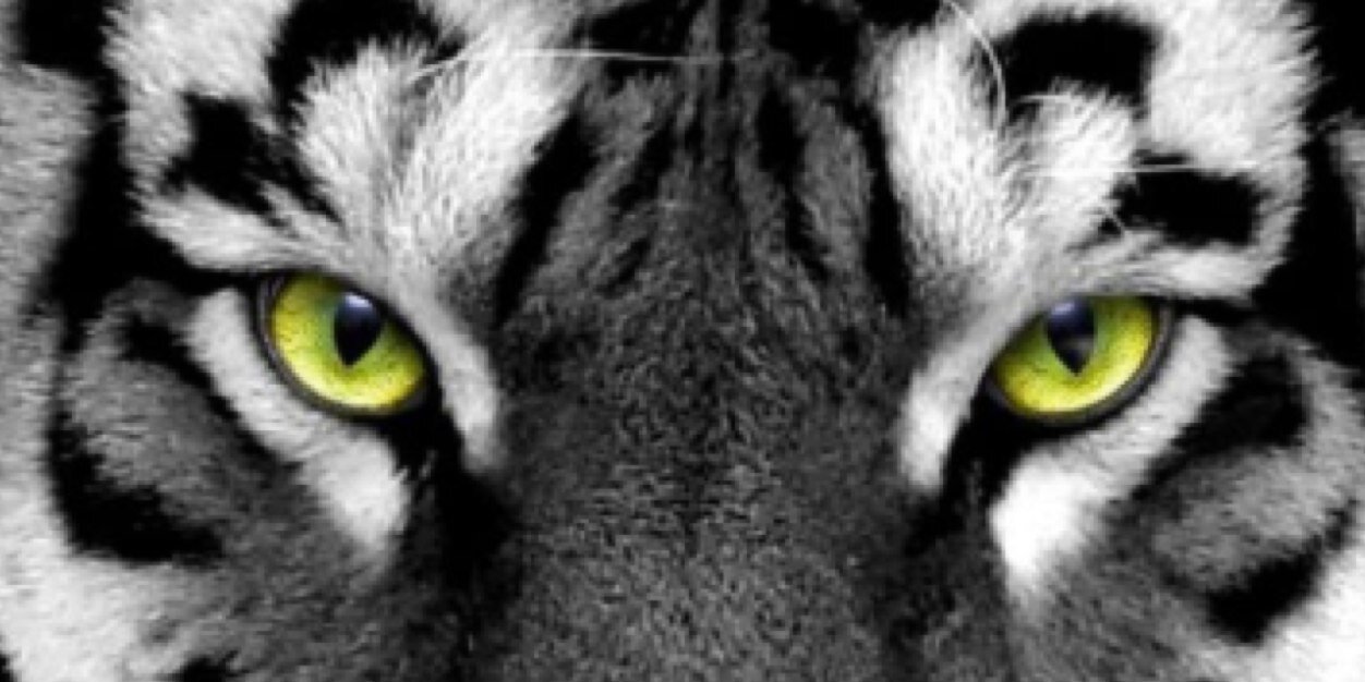 TaylorBehnke1's profile banner image