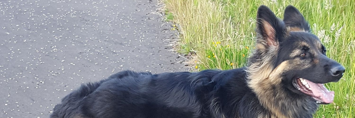 dcondie's profile banner image
