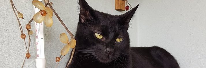 catanzani's profile banner image