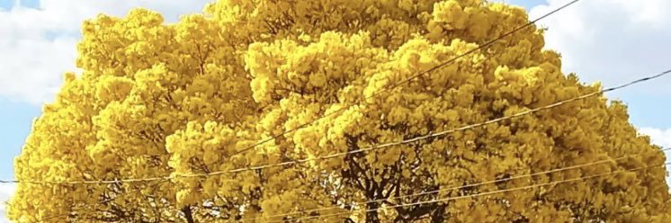 WalkerFarias's profile banner image