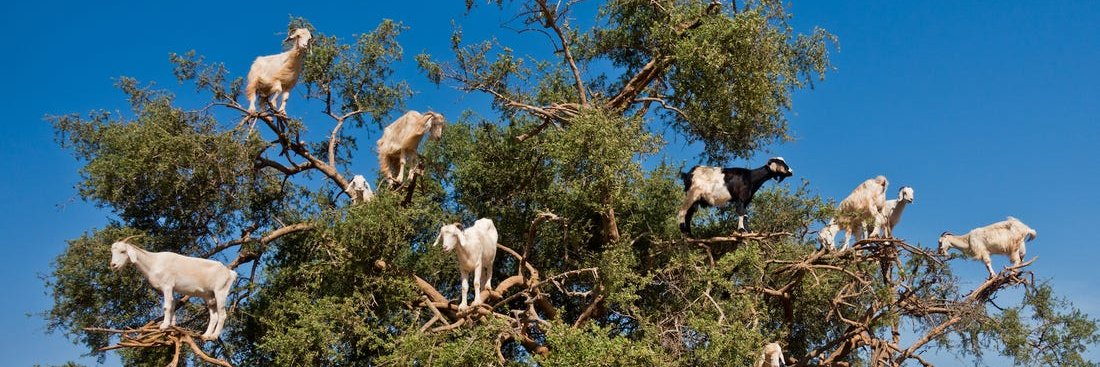 Tom Arthur Davis banner