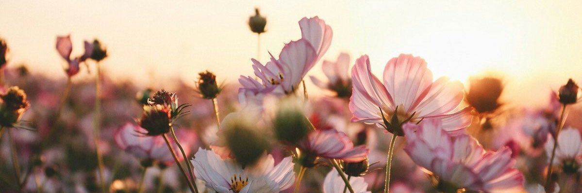 amandabeuses's profile banner image