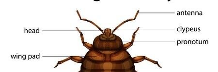 DetroitBedBug's profile banner image