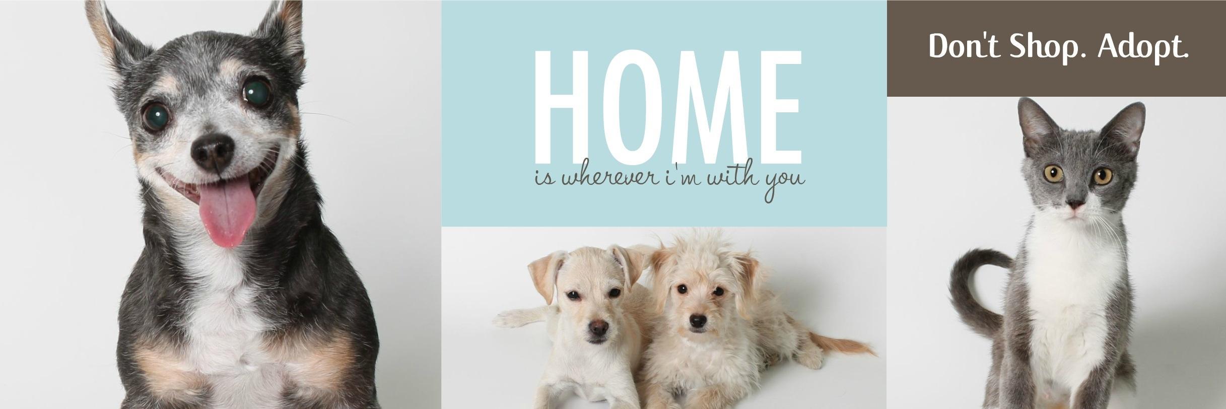 Animal Samaritans banner