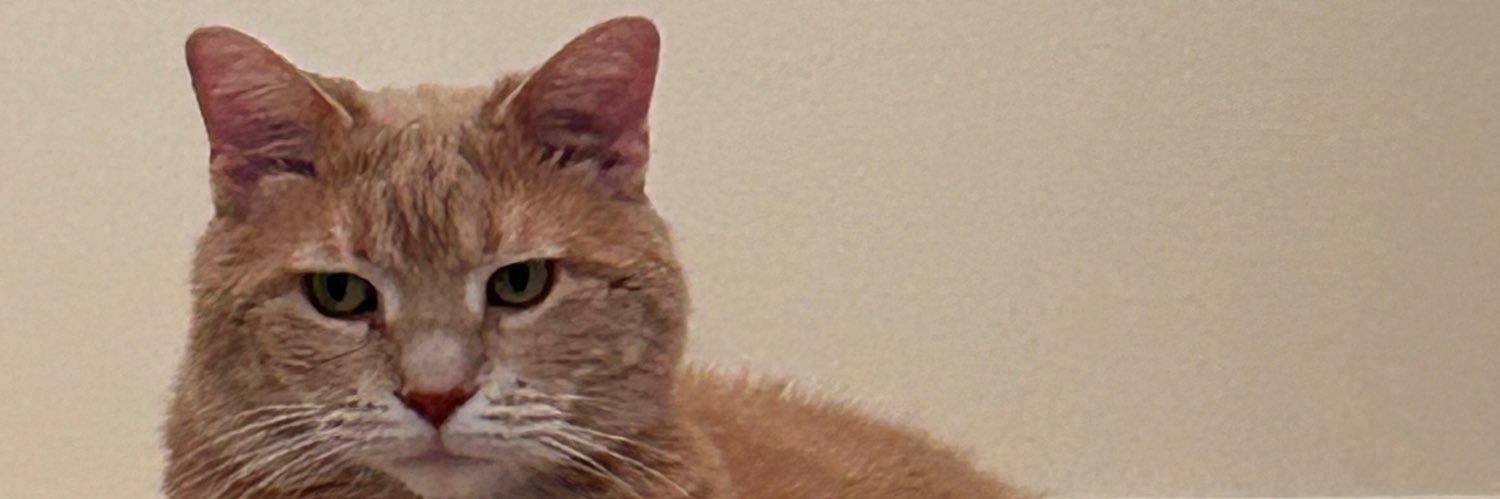 Elizabeth Soltner banner