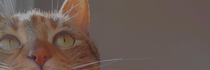 soofifiore's profile banner image