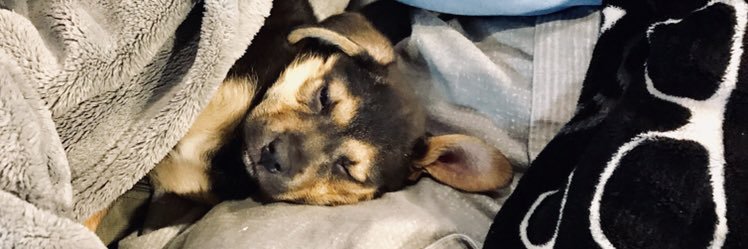 pitchermaddy42's profile banner image