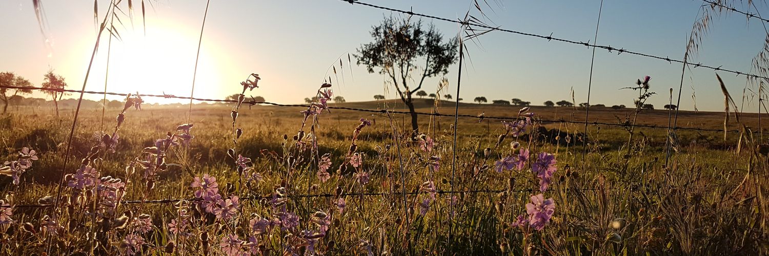 Owlex 🦉💚 banner