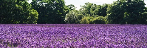 margepin's profile banner image