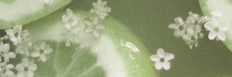 Thatalliegator's profile banner image