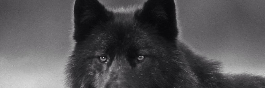 NoSnowrs's profile banner image