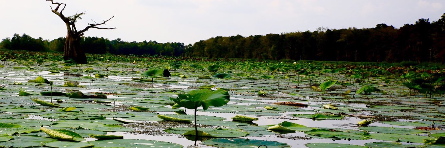 QueenOfGator's profile banner image