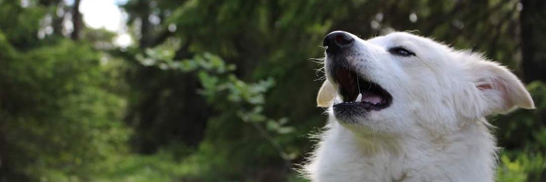 REHN 🇸🇪 banner