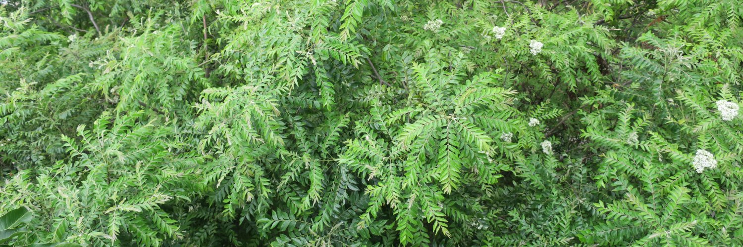 カラピンチャ Karapincha banner