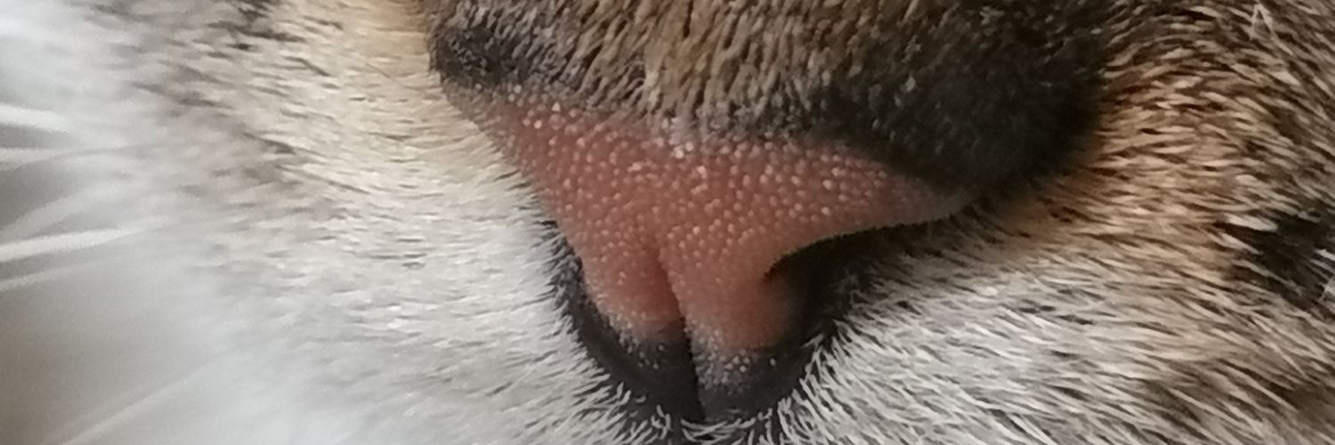 andreitamfc14's profile banner image