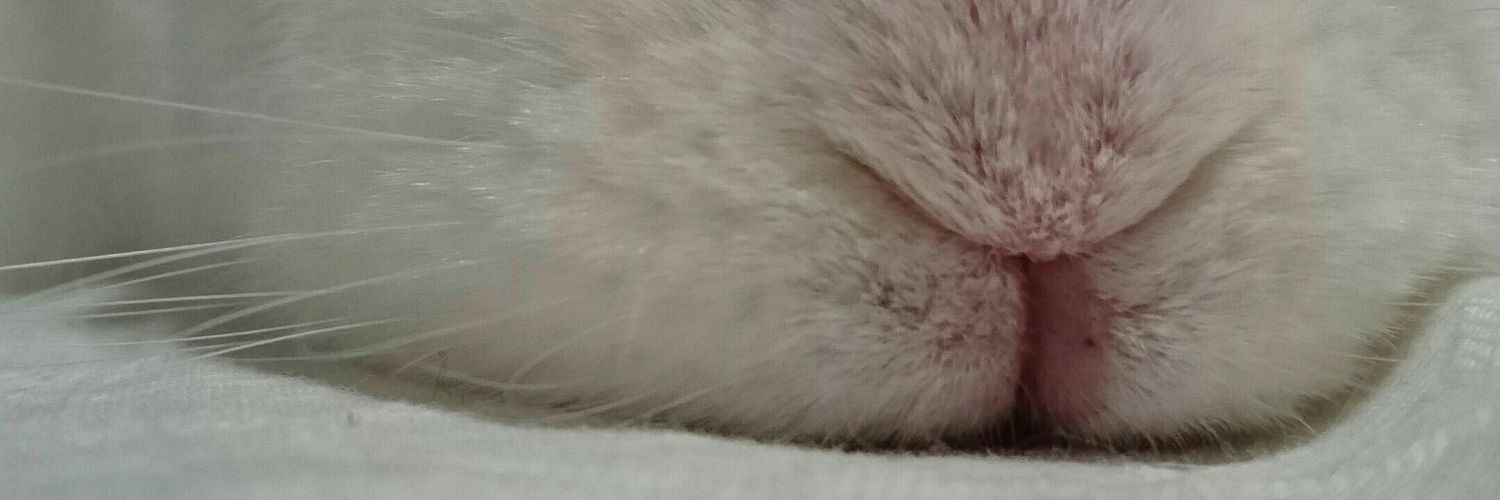 モモ(桃高) 🍒 banner