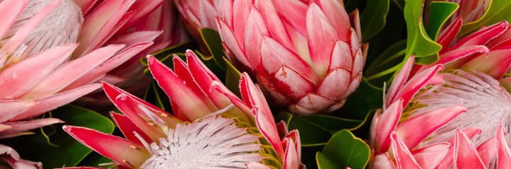 Jessica Friedmann banner