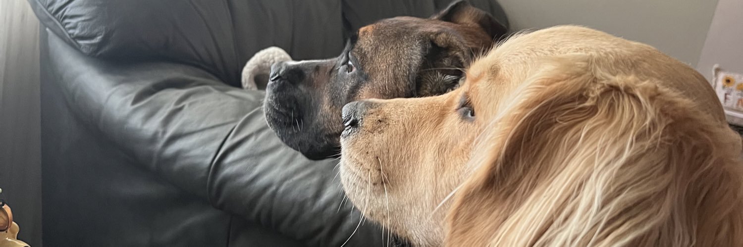 amarcheesey's profile banner image