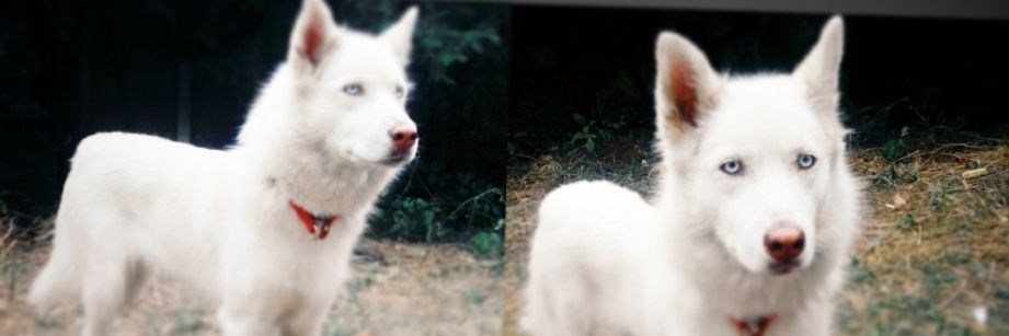 Maribichina's profile banner image
