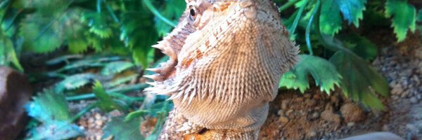 gemz22 Profile Banner