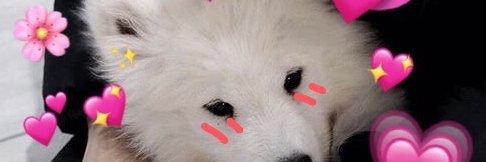 WolfofTWP's profile banner image